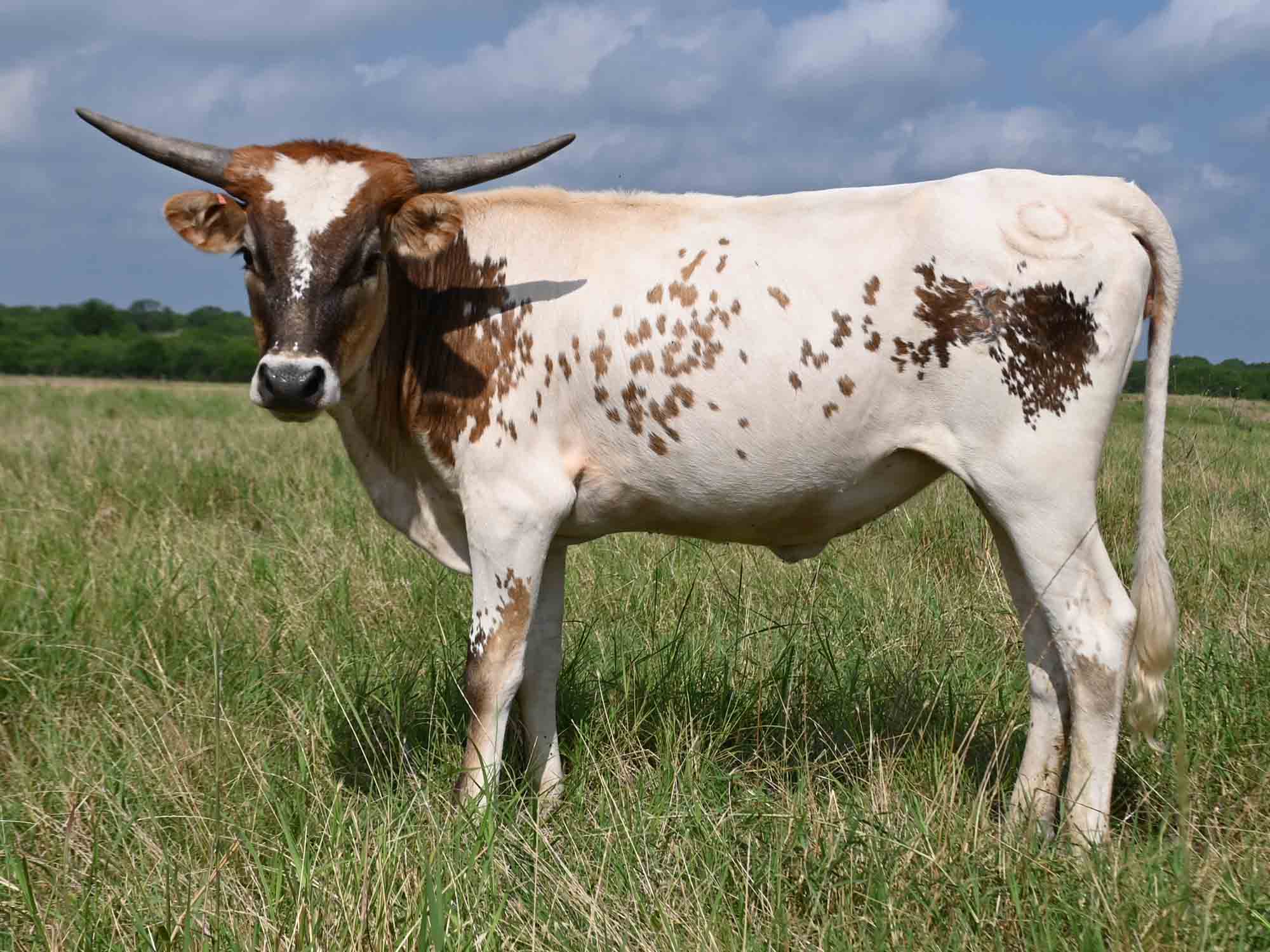 Rocking O Longhorns Texas Longhorn heifer calves for sale